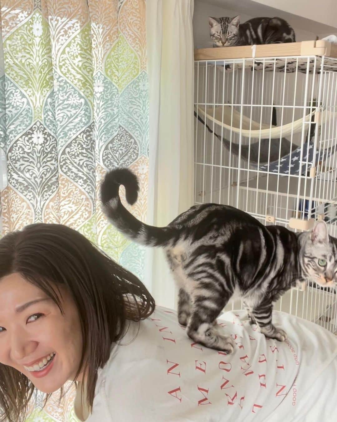 栗原恵さんのインスタグラム写真 - (栗原恵Instagram)「🌰 3人で集合写真を撮る難しさったら…🤦🏻‍♀️🦖🦖笑  #縁と紬🦖🦖  #アメリカンショートヘア #アメショー  #保護猫 #猫のいる暮らし」3月5日 12時36分 - megumi_kurihara_official