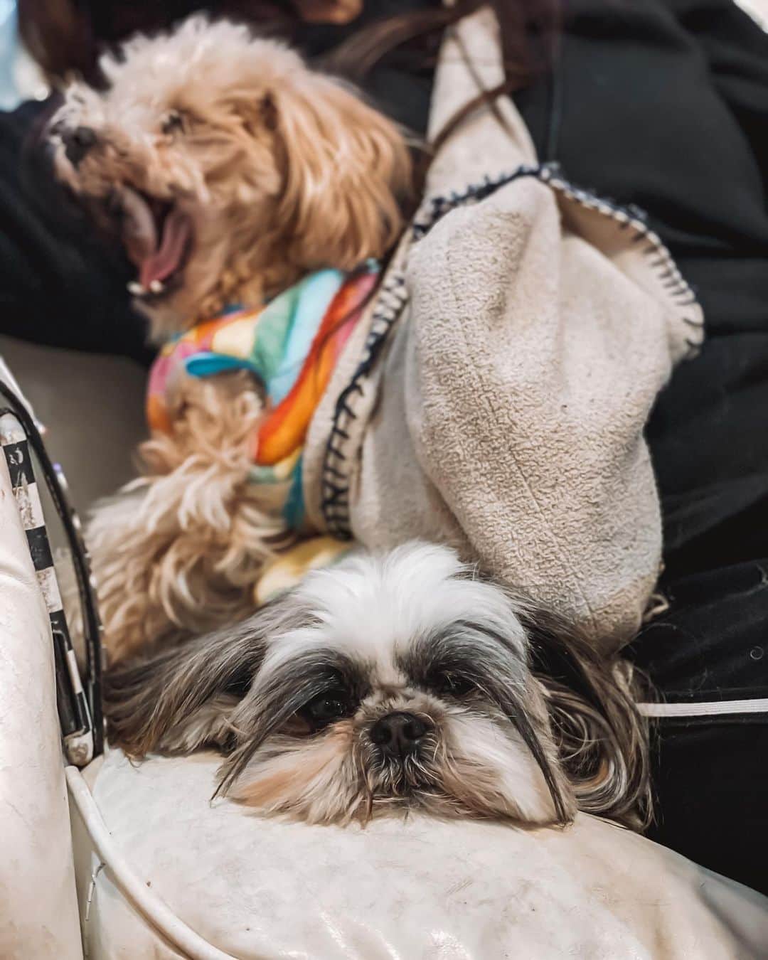のインスタグラム：「かわゆいなぁ、毎日癒されるわ #犬がいる暮らし #犬と暮らす #犬がいる生活 #犬との暮らし #いぬのいる暮らし」