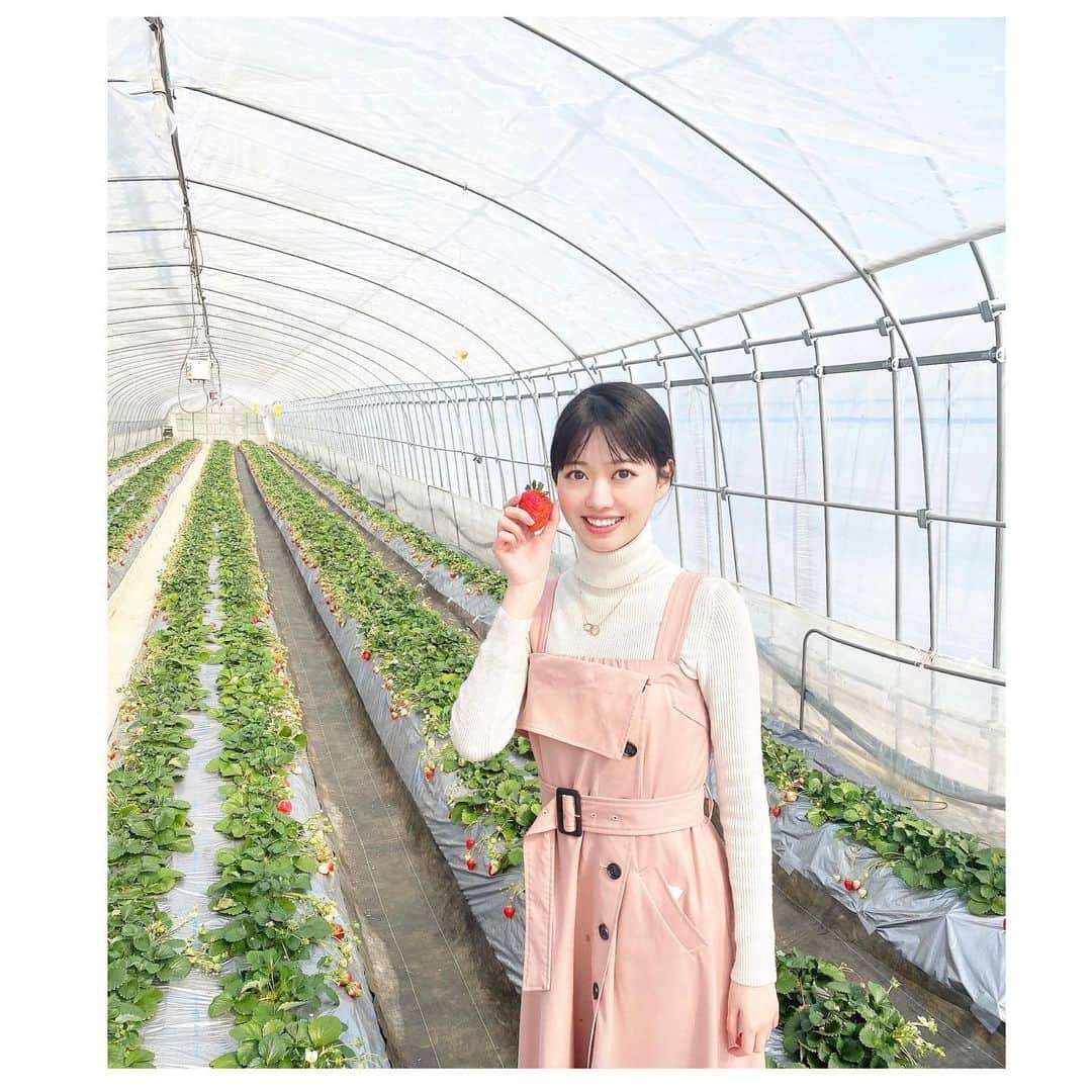 日達舞のインスタグラム：「旬🍓✨ 皆さん、春の旬、何を召し上がっていますか？  私は毎年いちご狩りと、蕗のとうを食べています♪ 今年はミス日本ファイナリスト手作りのお味噌で、祖母が蕗味噌を作ってくれました☺️」