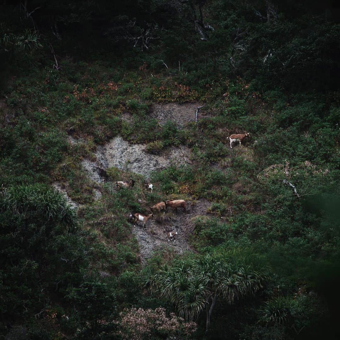 市川渚のインスタグラム：「野生のヤギさん達は崖でもへっちゃら🐐﻿ ﻿ For wild goats in Ogasawara, steep cliffs are also a place to live.」