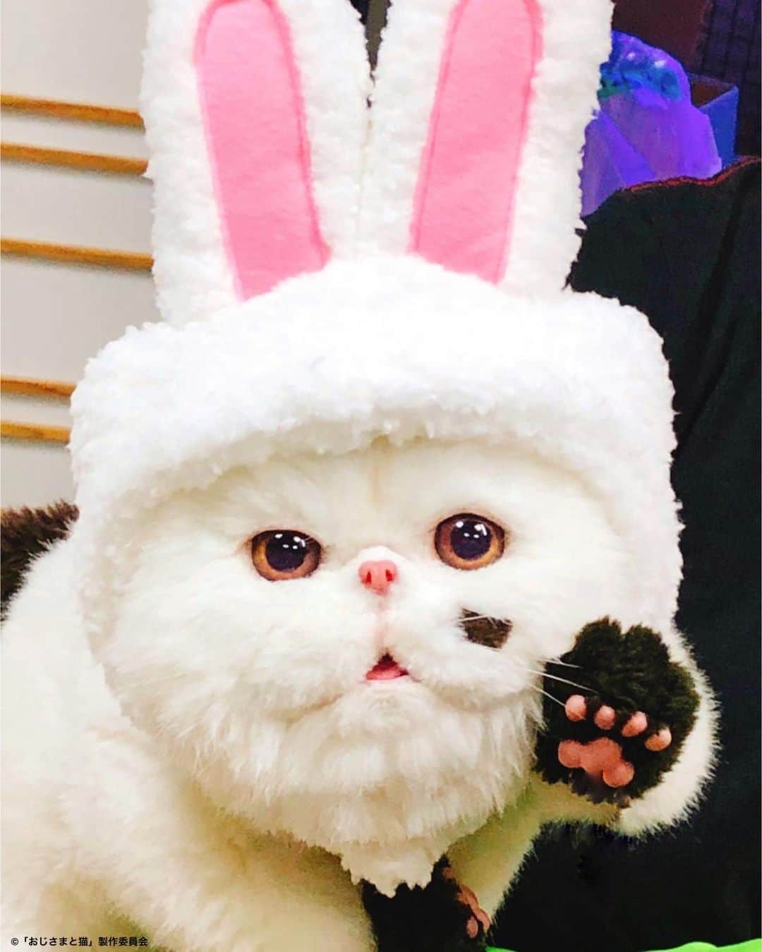 おじさまと猫のインスタグラム：「うさぎさーん🐰  9話で大変反響が大きかった うさ耳の#ふくまる & #マリン 🐱  おじさまたちの にやける顔がなんともキュートでしたね💘  うさぎさんやばい🥰  #おじさまと猫 #草刈正雄 #神木隆之介 #小関裕太 #武田玲奈 #平山浩行  #高橋ひとみ #升毅 #松本穂香 #吉澤嘉代子 #阿部真央 #猫 #猫のいる暮らし」
