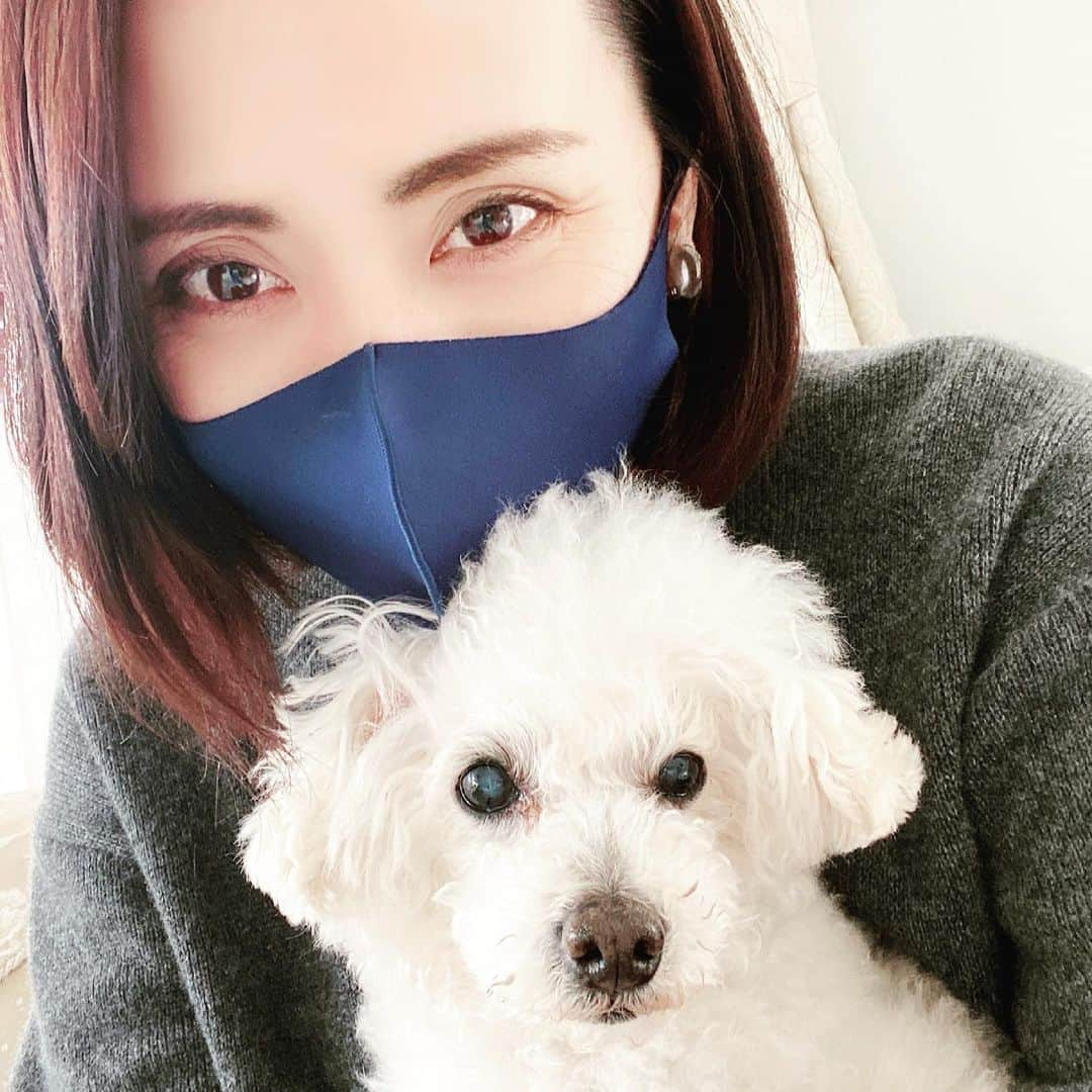 緒月遠麻のインスタグラム：「☺︎ 目線の先には 常に飼い主🐩  なので 目線もらえず。  私に身体はゆだねつつ その心は飼い主に。  そんな君が かわいぃ♡  #飼い主命 #男の子 #13歳 #犬 #🐩」