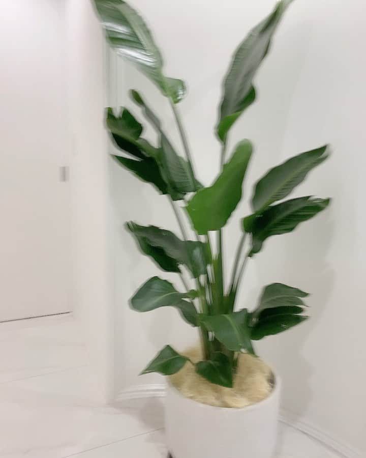 アレクサンダーのインスタグラム：「植栽だよん  #玄関 #植物 #運気アップ」