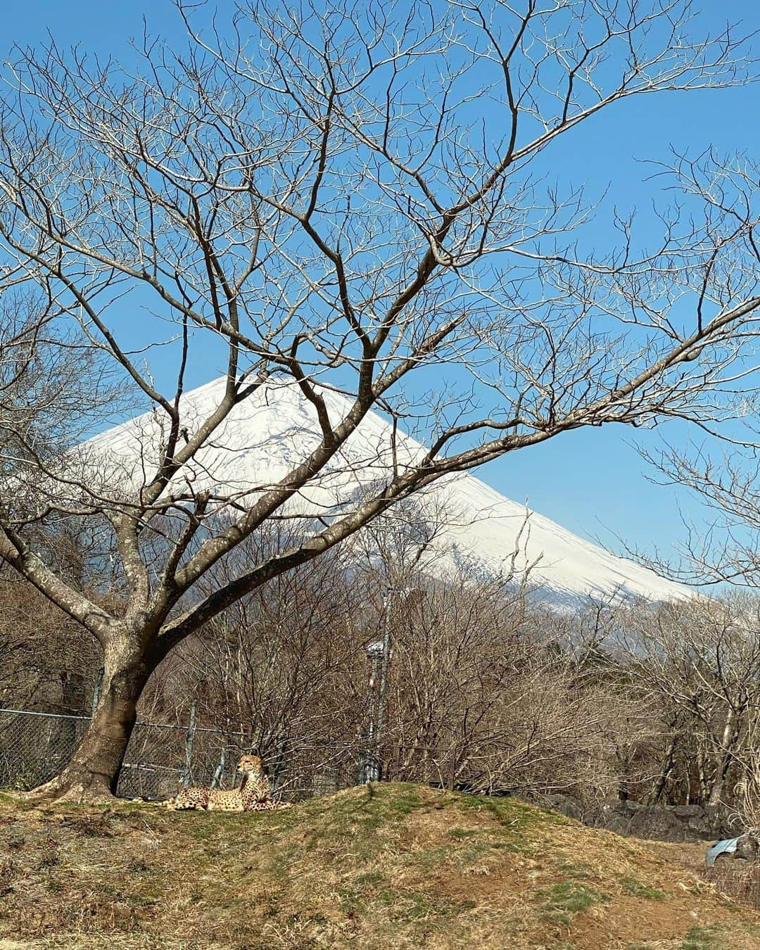 田中理恵さんのインスタグラム写真 - (田中理恵Instagram)「🗻&🌳&🐆  最高のスリーショット📸」3月5日 22時08分 - riiiiiie611