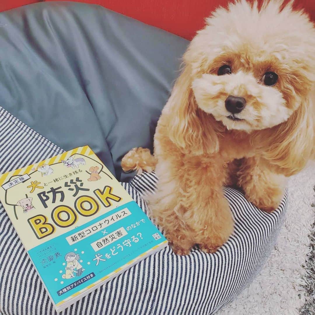 聖澤諒のインスタグラム：「もうすぐ3.11👀  地震もまだまだあるし、愛犬をいざというときにどう守ればいいのか勉強しておかないと❗  #犬と一緒に生き残る防災book #愛犬#トイプードル#といぷーどる #防災」