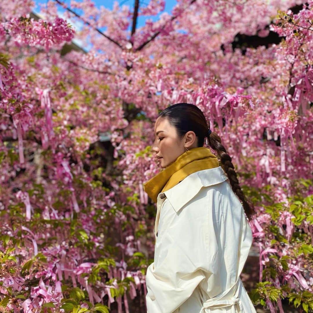 野原遥さんのインスタグラム写真 - (野原遥Instagram)「桜綺麗だったな~☺️🌸 _ #桜神宮 #桜 #cherryblossom #3月 #march」3月6日 10時04分 - noharu1021