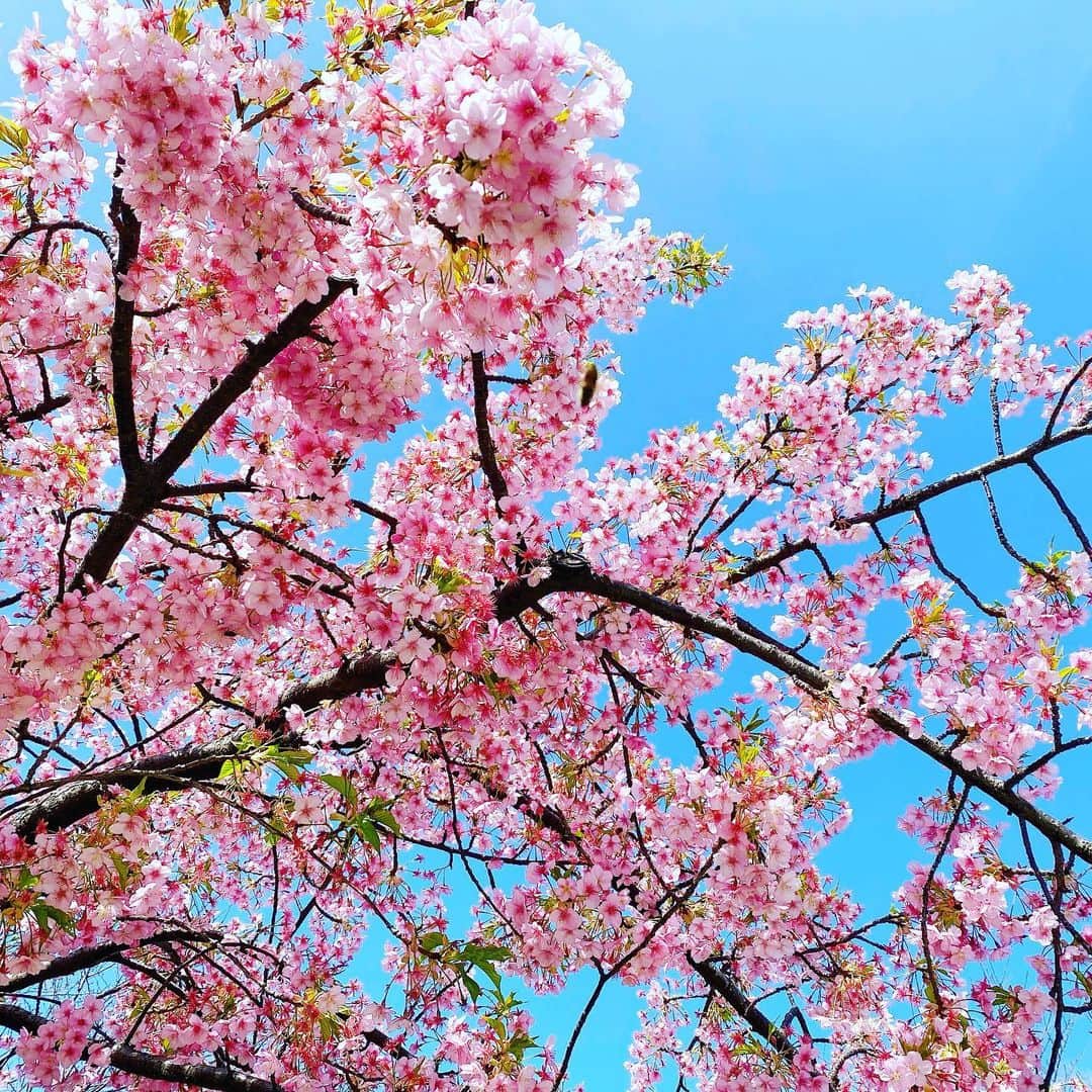海保知里のインスタグラム：「おはようございます✨昨日移動中に出会った桜。もう少し満開の時に会いたかったわ💕では今日も良い一日を！」