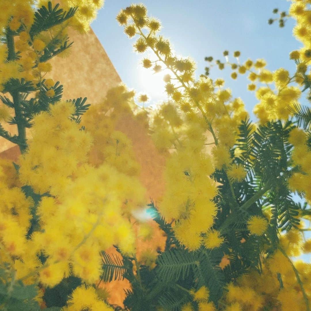 のインスタグラム：「💐 12時に　@idem__official から はじめてのお便りを届けます。 新しい形、嬉しいご縁。 喜んでもらえるといいな。」