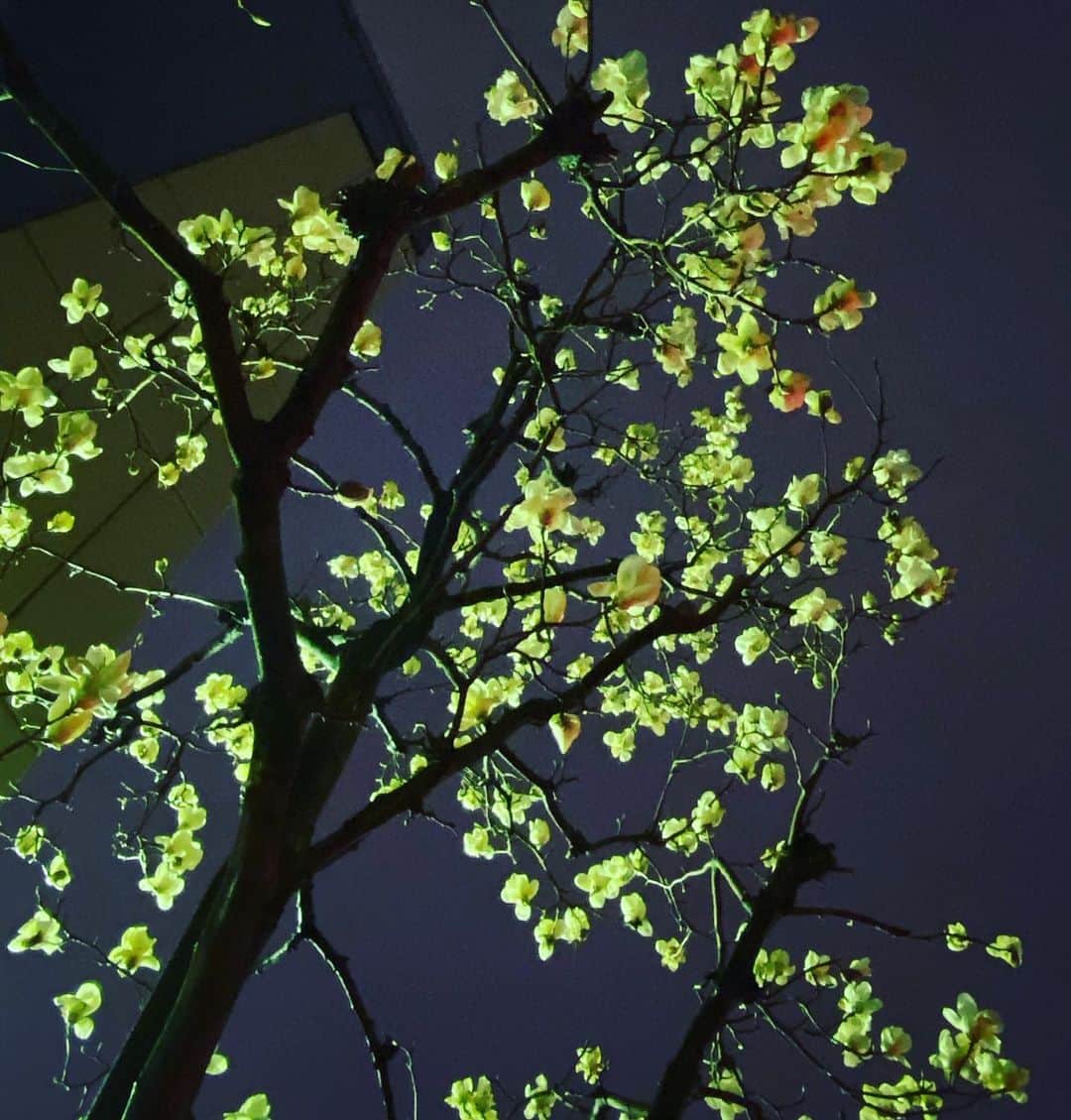 板谷由夏 さんのインスタグラム写真 - (板谷由夏 Instagram)「大好きな木蓮 街を歩くと咲き出してた 木蓮の白に似た生地を見つけると この色のシャツかワンピースが欲しくなる」3月6日 21時15分 - yukaitaya