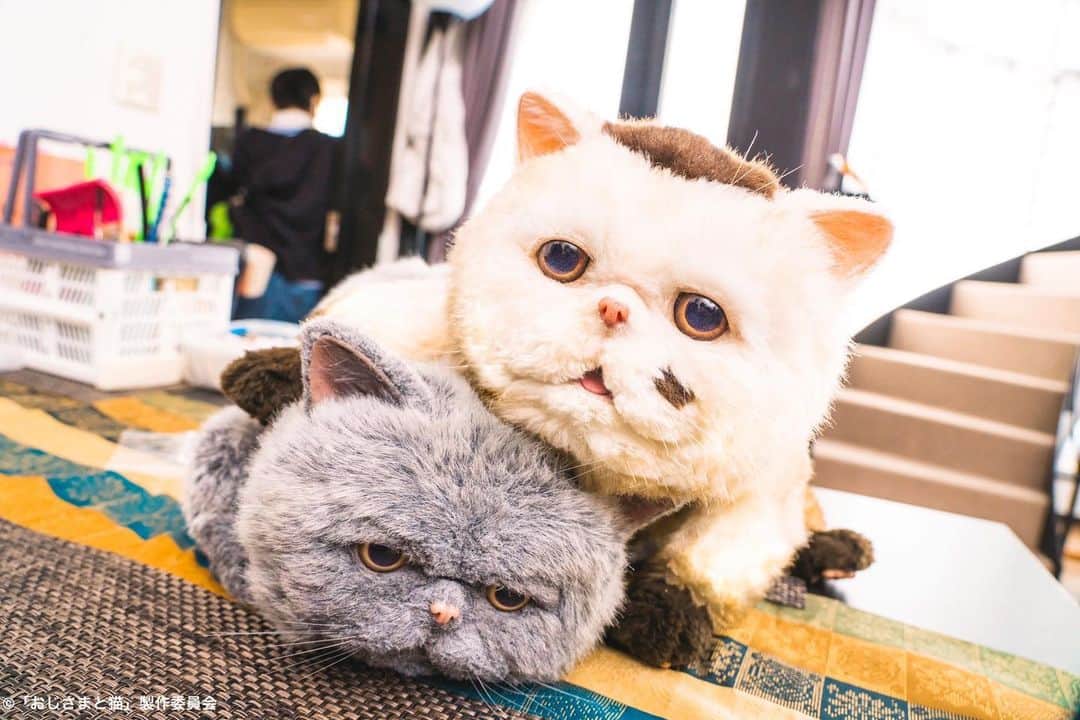 おじさまと猫のインスタグラム：「戯れの猫たち🐱💞  今日はぽかぽか陽気なので、 #ふくまる & #マリン の 休憩中ぬくぬくショットを📷✨  2匹ともちょっとクールな表情なところが なんとも言えない可愛さ😎  一緒にいれば撮影も 楽しさ2倍だったようです🎶  🌟9話→ #TVer 他で見逃し配信中 🌟10話→ #Paravi にて先行配信中 ぜひご覧ください🐱！  #おじさまと猫 #草刈正雄 #神木隆之介 #小関裕太 #武田玲奈 #平山浩行  #高橋ひとみ #升毅 #松本穂香 #吉澤嘉代子 #阿部真央 #猫 #猫のいる暮らし」