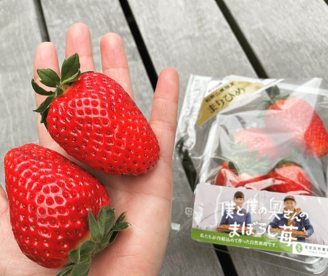 佐野優子のインスタグラム：「. おっきい苺でした😍 身がしっかりしていて甘〜い🍓 . 美味しいものを作るっていいですね👩‍🌾🧑‍🌾✨ 🍓 🍓 🍓 #いちご #まりひめ #フルーツ #果物大好き @palecia0907 ありがとうございました♡ 🍓」