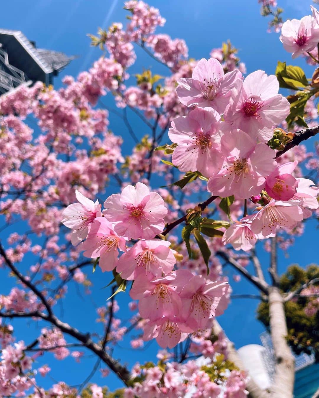 のインスタグラム：「・ 本格的な春ももうすぐ🌸  #さくら #桜 #sakura」