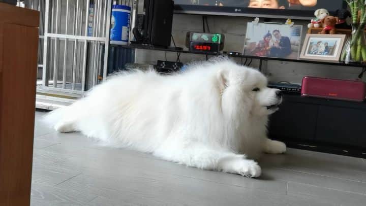 Alex Toのインスタグラム：「Time to sing 😂😂😂 #cute #dog #doglover #dogsofinstagram #dogoftheday #dogofthedayjp #dogstagram #fluffy #hkig #hongkong #ilovemydog #instadog #instagood #instamood #instagraphy #instapic #samoyedoninstagram #pet #petlovers #petsofinstagram #petstagram #photooftheday #puppy #pupsofinstagram #samoyed #samoyedsofinstagram #webstagram #犬 #サモエド」