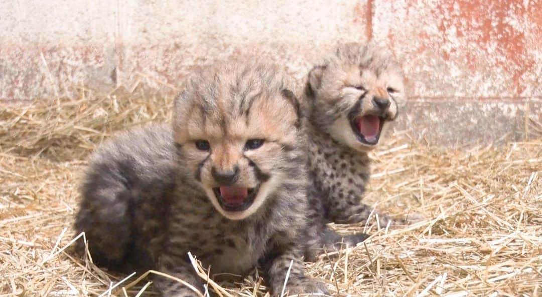 天才！志村どうぶつ園のインスタグラム