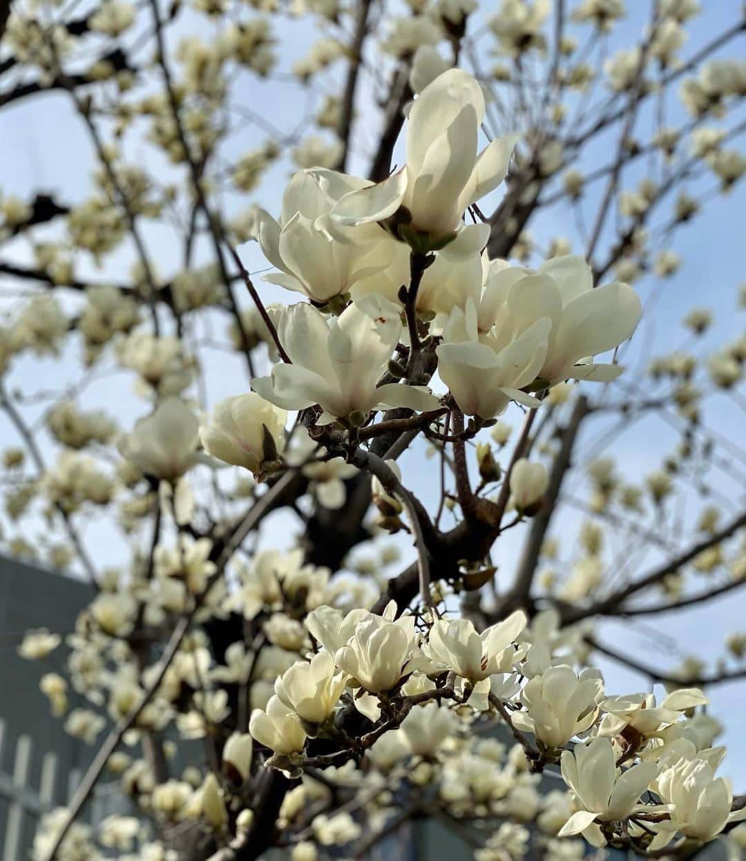 工藤静香さんのインスタグラム写真 - (工藤静香Instagram)「梅の花から始まりミモザ、モクレン、ボケ、様々な花が咲きますね。そして豪華な桜🌸 3月に生まれた皆さま お誕生日おめでとうございます。  美しく咲く花のように、魅力的で素晴らしい一年になさってください。」3月6日 17時39分 - kudo_shizuka