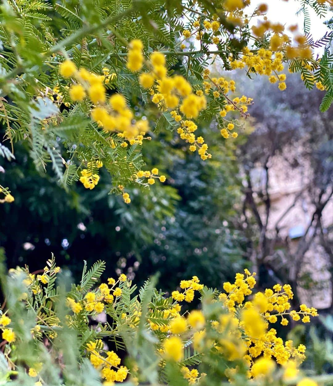 工藤静香さんのインスタグラム写真 - (工藤静香Instagram)「梅の花から始まりミモザ、モクレン、ボケ、様々な花が咲きますね。そして豪華な桜🌸 3月に生まれた皆さま お誕生日おめでとうございます。  美しく咲く花のように、魅力的で素晴らしい一年になさってください。」3月6日 17時39分 - kudo_shizuka