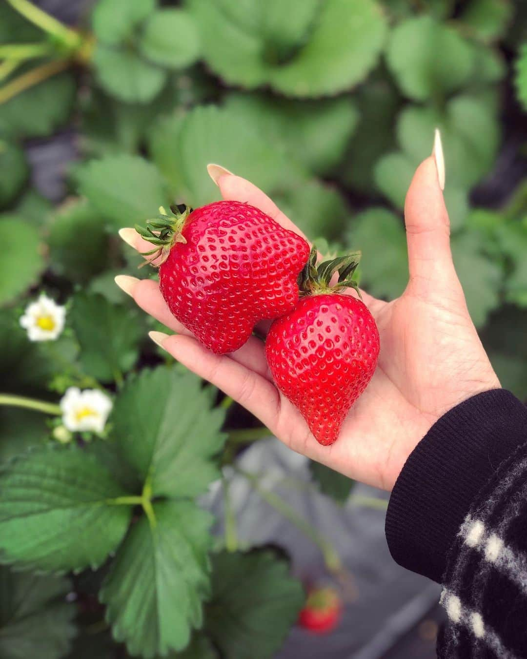 yumiさんのインスタグラム写真 - (yumiInstagram)「. やっほゆみだよ🍓 イチゴすんごーいでかかったー😘🍓 味もかなり良かった👧🍓 変な形ばっか選んじゃう😂🍓 20個くらい食べたかな？🙂💕💕 コロナ対策もばっちりでした🤙✨ . . #いちご狩り #春 #spring #strawberry #毎年恒例」3月6日 18時30分 - yumiiiiiiiii_