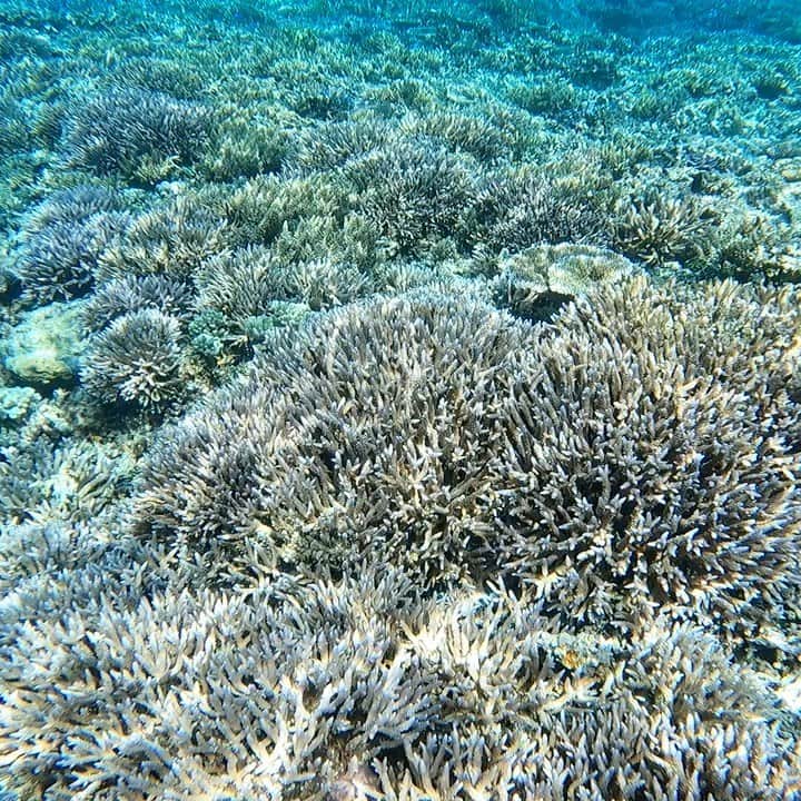 SAWAのインスタグラム：「﻿見てるだけで心が洗われる気がする ﻿本当にすごい世界だよね🐠🐠 ﻿ ﻿いつまでも見ていたい景色〜🥺 ﻿素晴らしいのよ、この島の自然は。  #サンゴ再生チャレンジ」