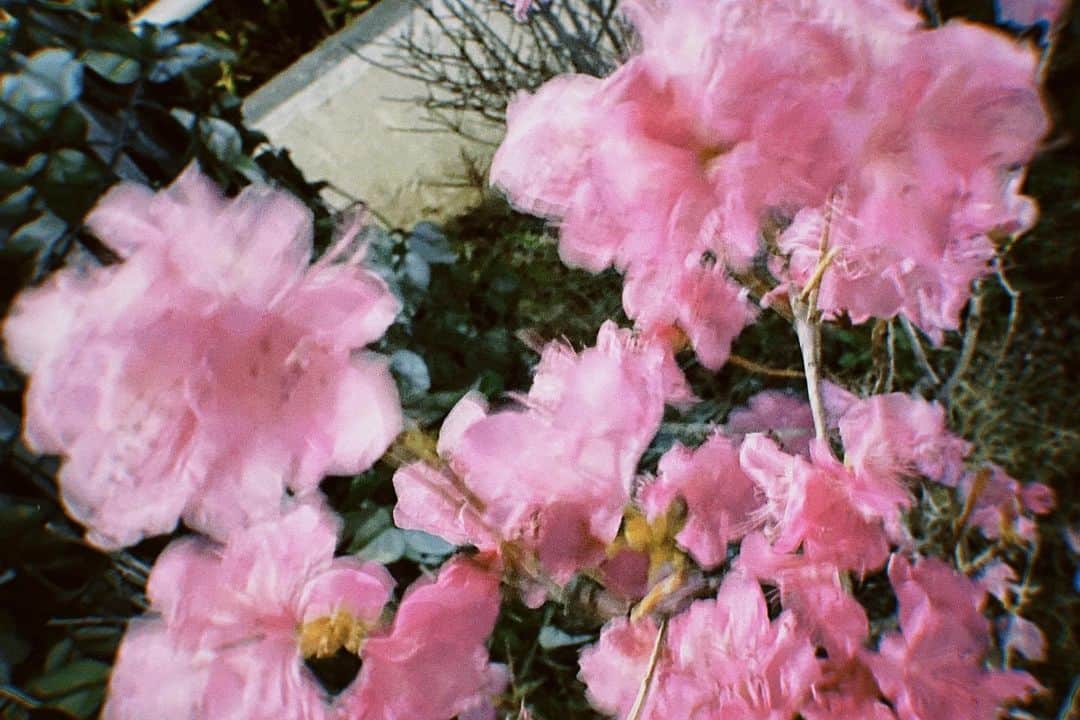 舞子のインスタグラム：「🎞💐 ⋆︎* ゆっくりと春に近づいている この時期が好きだな〜、、！☺︎  写真のこの花は、映画を観た帰りに歩いていたら 見つけました！💗  大好きな人達と楽しくお花見できるような、 あたたかい日々が早く戻りますように🙏🏻🌸 ・ ・ ・ #film #filmcamera #filmphotography  #flowers #pink #💐」