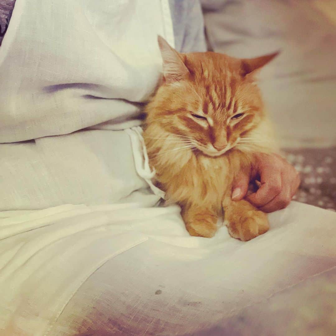 猫沢エミさんのインスタグラム写真 - (猫沢エミInstagram)「ママがごはん食べながら泣いてるからさー…ボク、横にくっついて慰めてるの。  パスタしょっぱくなっちゃうよ。  え？塩が足りないからちょうどいいって。  #ユピ坊　#優しいね　#猫はなんでも知っている」3月6日 22時35分 - necozawaemi