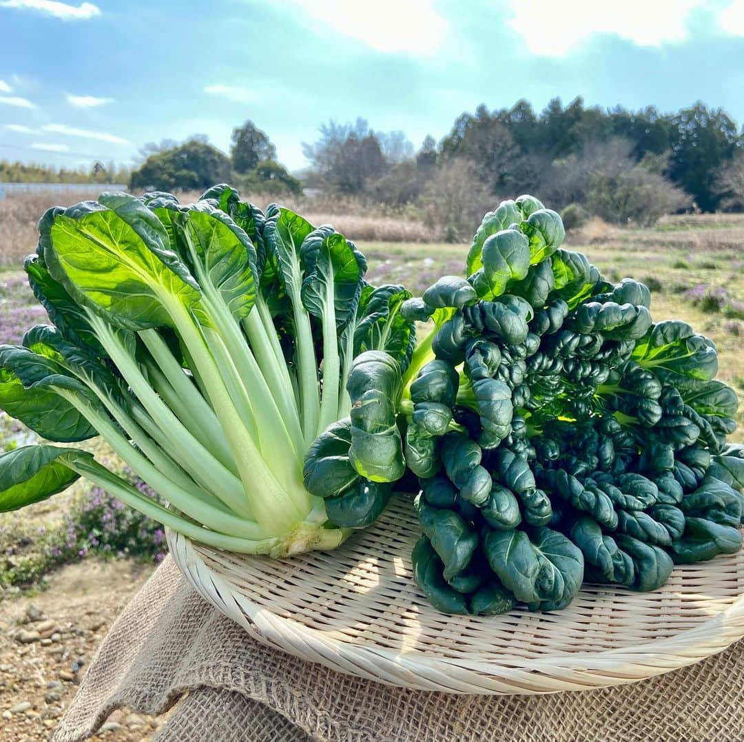 鳥越佳那のインスタグラム：「中国野菜「タアサイ」  ご存知ですか〜〜？？🥬🥬   ＊＊＊＊＊＊＊＊＊＊＊ 実は！ 静岡は”タアサイの一大産地” ＊＊＊＊＊＊＊＊＊＊＊   県外へ出荷されることが多く、 まだ馴染みがない方も多いかも知れませんが、 県内のスーパーなど販売場所も拡大中！とのこと💡  これから身近になるお野菜かもしれません😊✨   今回は 生産者の奥様に タアサイを使ったパスタのレシピも教えていただきました🍽  クセがなくて食べやすく どんな料理にも合わせやすい "万能野菜"🌱✨    3月7日（日）午前１１：４０〜の ごちそうカントリーで紹介予定です💡 ぜひご覧ください(*´ω｀)     ちなみに... 顔が飲み込まれるくらい大きかったです😳🥬  #JAとぴあ浜松 #タアサイ #ごちそうカントリー #ごちカン」