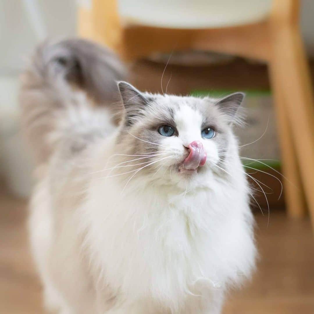Princess Auroraのインスタグラム：「Princess Purr had something finger lickin good. 🍗👅  What are you eating tonight? We will have Pad Thai.  #cats #catsofinstagram #cats_of_instagram #ragdoll #ragdollsofinstagram #ragdollcat #fluffy #fluffycat #aurora  #meow #meowstagram #meowed #cat #princessaurora #stockholm #saturday #tacotongue #tongue #yummy #blueeyes #ilovemypet #prettykitty」