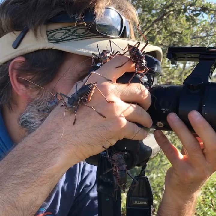 Thomas Peschakのインスタグラム：「From the freezer to an insect riddled furnace! After an short stint at home after a expedition to Antarctica, I am now back in the Kalahari desert on assignment for @natgeo. After 7 years of drought the 2021 rainy season has been spectacular, with double the annual rainfall occurring in just the last few months. If you ask me, maybe a bit too spectacular... populations of armoured katydids have exploded to impressive numbers. Anything left on the ground from camera bags to hats and sun glasses is quickly overwhelmed by these opportunists. For the next month I will be collaborating with scientists from the @tswalufoundation to complete photographing my @natgeo story about the impacts of climate change on the biodiversity of this spectacular arid ecosystem. Video by @ottowhitehead #shutterbugs #livingthedream」