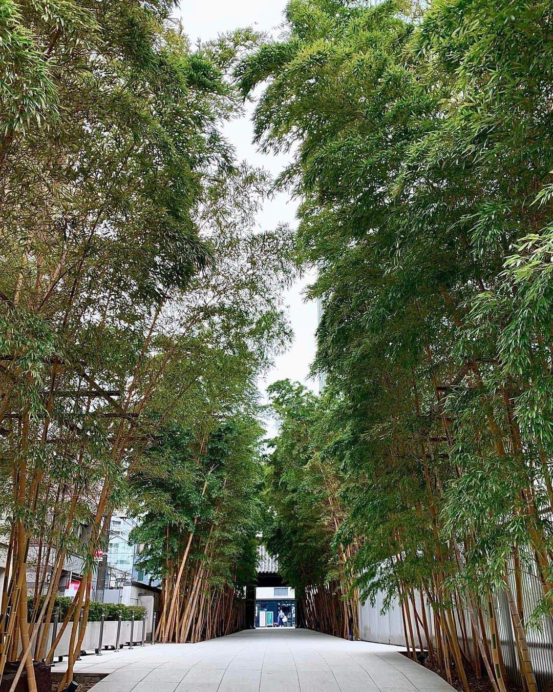 のインスタグラム：「南青山にある竹林。 梅窓院  外苑前駅の目の前。  ここらへんよく通ってたのに 今まであったの気付かなかったー  綺麗🎋  ────────────────────────── #竹林#南青山#竹#梅窓院#minamiaoyama #bamboo」