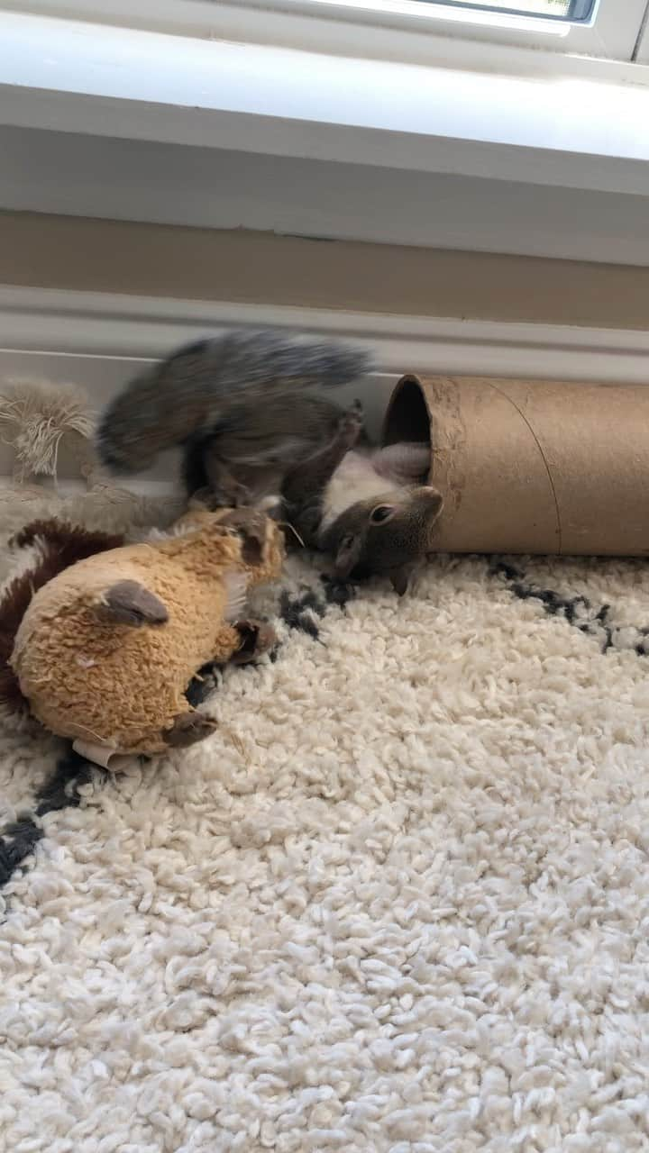 Jillのインスタグラム：「Jill wrestling with her toy squirrel. Wait until the end!」