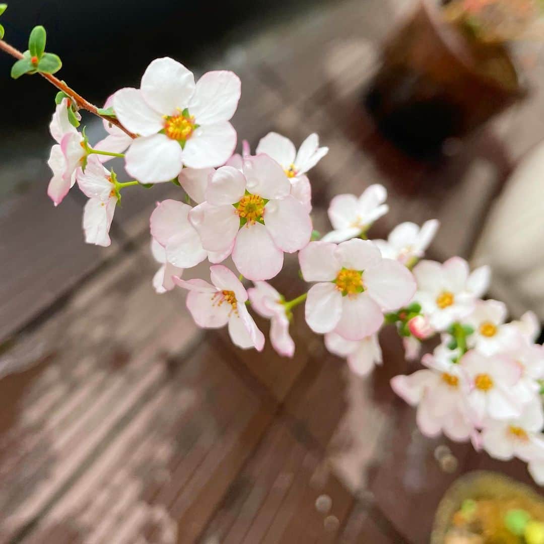 住吉美紀さんのインスタグラム写真 - (住吉美紀Instagram)「Spring is here. ベランダに春が来た。  #赤花雪柳 #姫流金花 #すみれ #ローズマリー #春」3月7日 11時53分 - miki_sumiyoshi