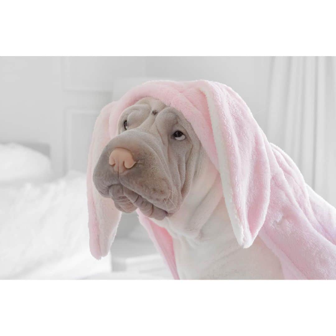のインスタグラム：「We’re seriously doing this right now? #poorlamby #oneveryslowsundayafternoon #peibunny #sharpei #sharpeisofinstagram #sharpeisoftheworld #dog #dogs #dogsincostumes #dogsofinstagram #doglife #cutepets #squishyfacecrew #instagood #weeklyfluff #wrinkles #instadaily #iloveyoutothemoonandback」