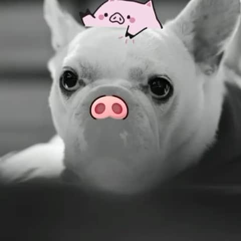 鑑田幸代のインスタグラム：「こんな気分🐷🐷🐷🐷  #シートからオシッコはみ出すから #frenchbulldog  #frenchbulldogs  #french_bulldogs  #frenchie  #buhi  #ハニーパイド #フレブル  #グース #グーちゃん」