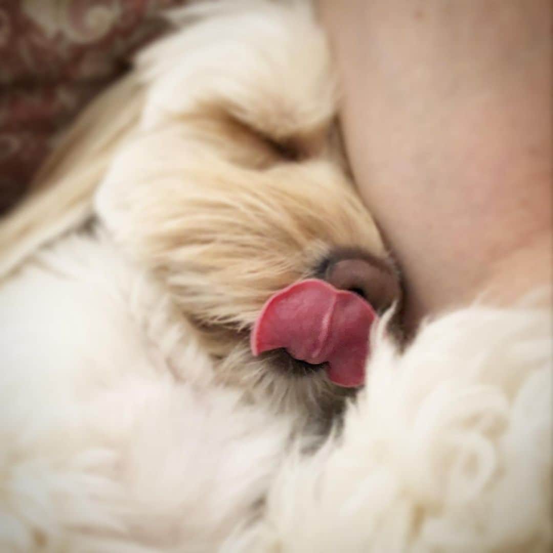北山陽一のインスタグラム：「起きたの……かな？ #きたやまおもち」