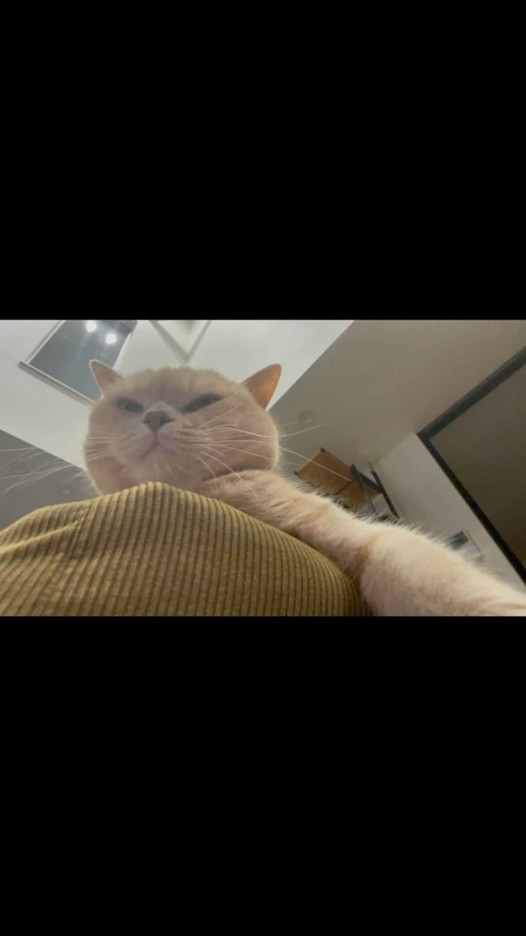 のインスタグラム：「とにかく作ってみたかった←  #尊み秀吉」