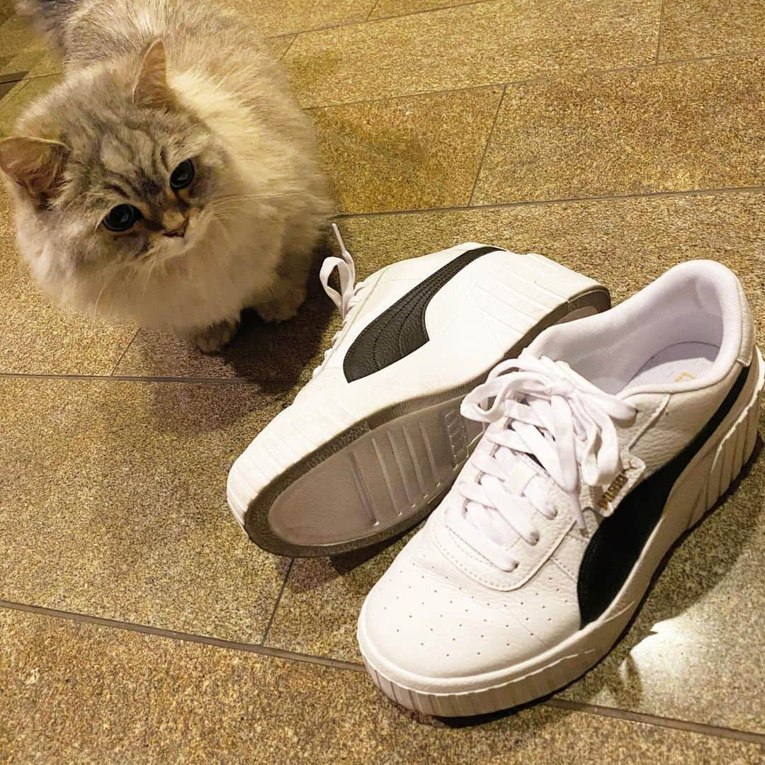 佐達ももこさんのインスタグラム写真 - (佐達ももこInstagram)「new👟❤️  かわい〜🥰 厚底、たぶん一生好き。笑  #puma#スニーカー#caliwedge #caliウェッジウィメンズ#caliウェッジウィメンズスニーカー」3月7日 20時10分 - sadamomodayo