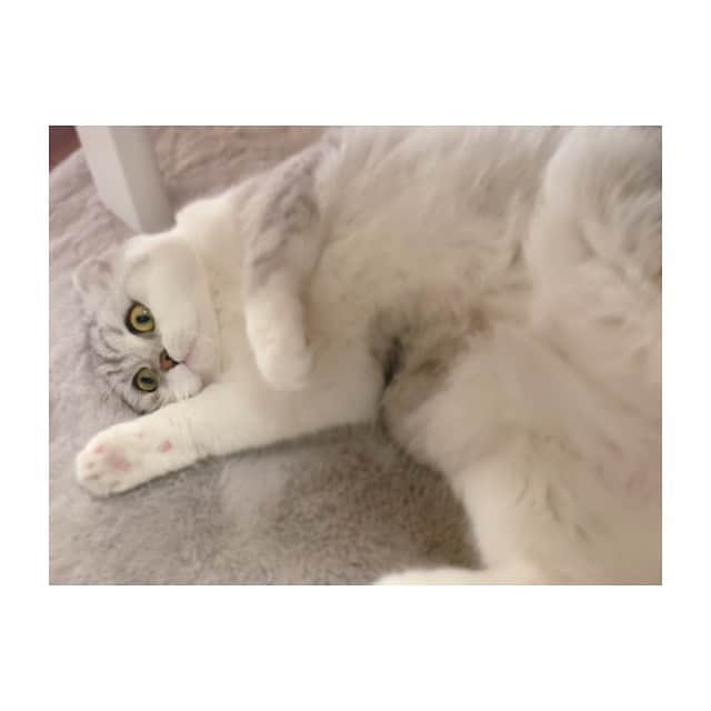 金澤朋子さんのインスタグラム写真 - (金澤朋子Instagram)「. . 動物達の癒し効果って 計り知れないですよね。🐈🐾 . この子も、 こんなにも人を幸せにしているという自覚、 きっと無いんだろうなぁ(笑) . #juicejuice #金澤朋子  #愛猫 #すいちゃん #癒し #大好き #かわいい  #にゃんすたぐらむ #スコティッシュフォールド」3月7日 21時35分 - tomoko_kanazawa.official