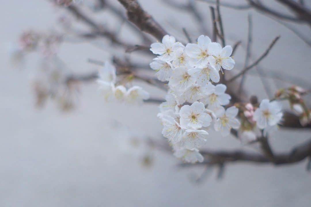 花野じゅりあさんのインスタグラム写真 - (花野じゅりあInstagram)「. 品のいい桜 . . . . . #桜 #fujifilmxa5 #smctakumar」3月7日 21時54分 - julia.hanano