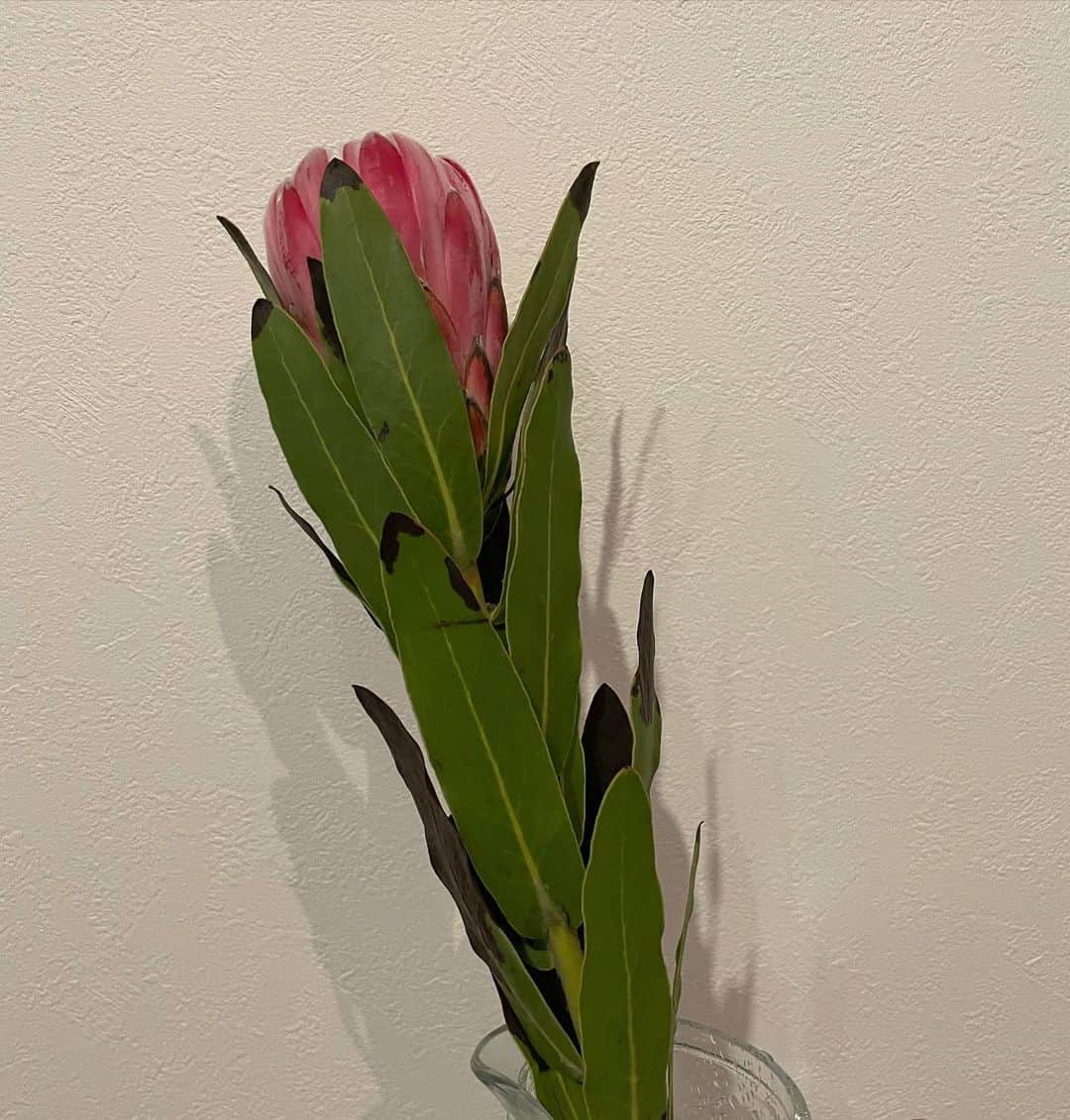 sayocoさんのインスタグラム写真 - (sayocoInstagram)「可愛いお花を一輪買って🌷 Fortniteして🎮 TWICE踊るだけの一日👉👈💗 ・ また明日からがんばろう🤜🔥 ・ #お花のある暮らし」3月7日 23時09分 - sayoco