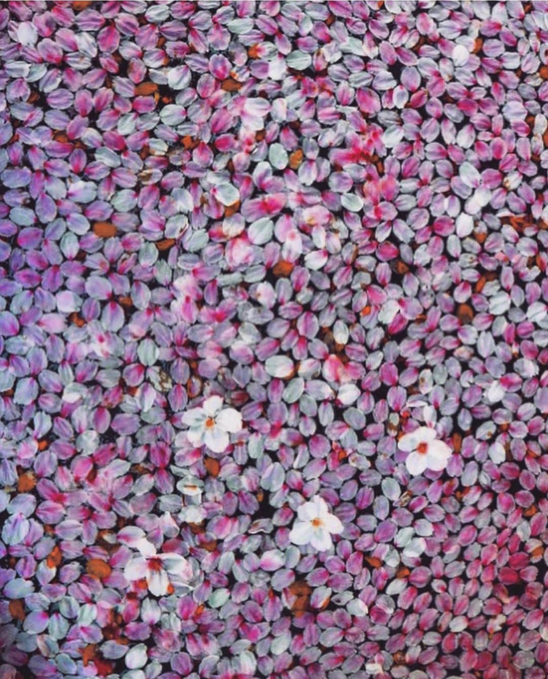 澤田友美さんのインスタグラム写真 - (澤田友美Instagram)「. 今年ももうちょっとしたら、この桜が水面に敷き詰まった様子をみられる🌸✨ 楽しみ☺︎ . . #cherryblossom#sakura#petal#spring#japan」3月8日 0時09分 - tomomi__sawada