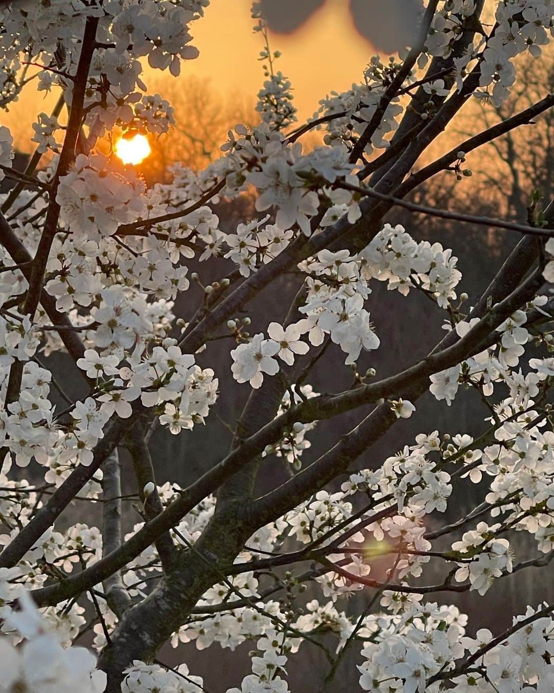 布袋寅泰さんのインスタグラム写真 - (布袋寅泰Instagram)「桜のようなミロバランスモモ。夕陽を浴びて発光するように輝きます。この花を見ると日本の春が恋しくなります。#ミロバランスモモ」3月8日 10時14分 - hotei_official