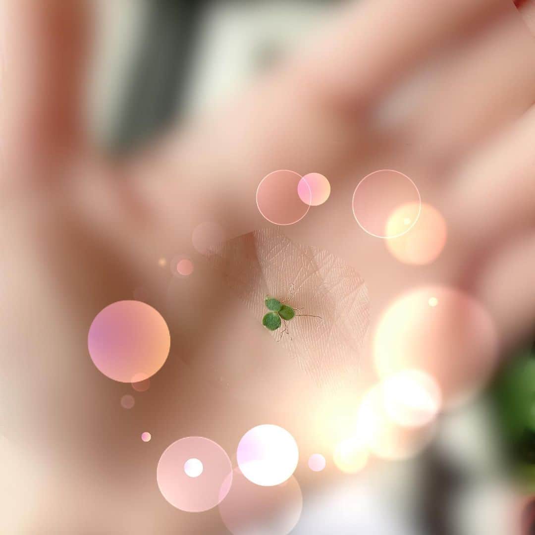 音花ゆりのインスタグラム：「. . クリニックに通っていた頃、 ご自由にお持ち帰り下さい と、頂いてきた子宝草🌱 手のひらに乗せるとこんなに小さいほどでした。 . その名の通り子供がどんどん育って、今やこんなに大家族に😂(これでもいくつかお裾分けしました) お友達にもらってもらおうとスタンバイ中…笑 欲しい人、ご一報ください。笑 . 今年もお世話になっているジャバラサプリ…飲み始めは年明けからでした😅早い… 最近益々、寝起きのくしゃみがすごいです🤧🤧🤧 . . #子宝草 #花粉症　#ジャバラサプリ」