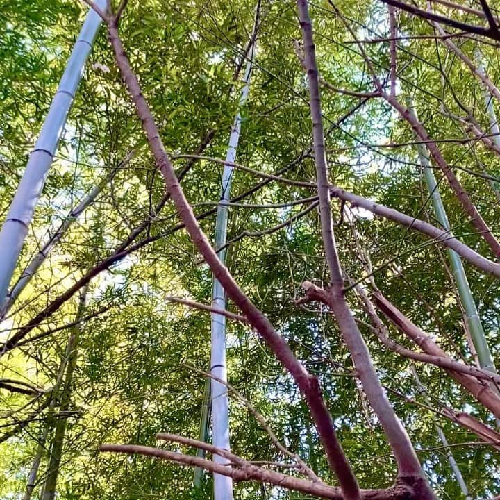 六車奈々さんのインスタグラム写真 - (六車奈々Instagram)「先日のデイキャンプ。竹を切るところからゴハン作り。美味しいに決まってるよね！ ふきのとうも、沢山ありました^ ^  #山で #デイキャンプ #竹でごはん  #キャンプ飯  #美味しい  #六車奈々  #アウトドア  #ブッシュクラフト  #ふきのとう　 #山菜採り  #japan #japanesefood #daycamp #campfood #bamboo #bamboorice #bushcraft」3月8日 18時57分 - nanarokusha