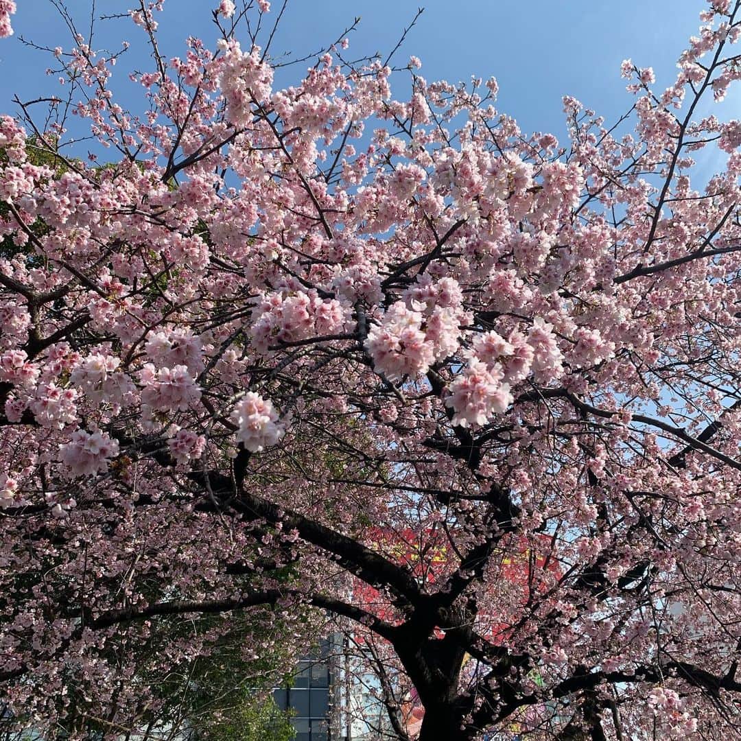 ギャル曽根のインスタグラム：「この間休みの日に行った上野公園での桜。 #早いなぁ。 #もう春🌸 #綺麗でした♥️❤️♥️❤️」