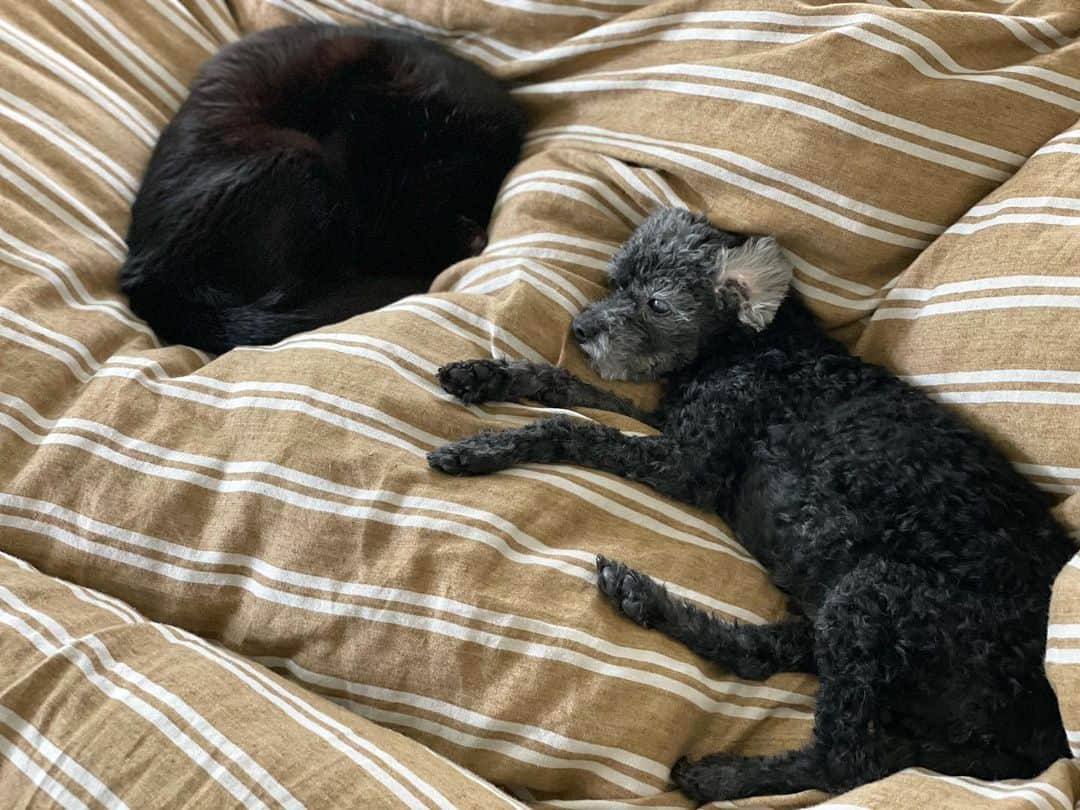 桐島かれんさんのインスタグラム写真 - (桐島かれんInstagram)「こんな感じでいつも一緒のセザンヌとライカ。 #老犬#トイプードル#老猫#黒猫」3月8日 11時49分 - houseoflotuskaren