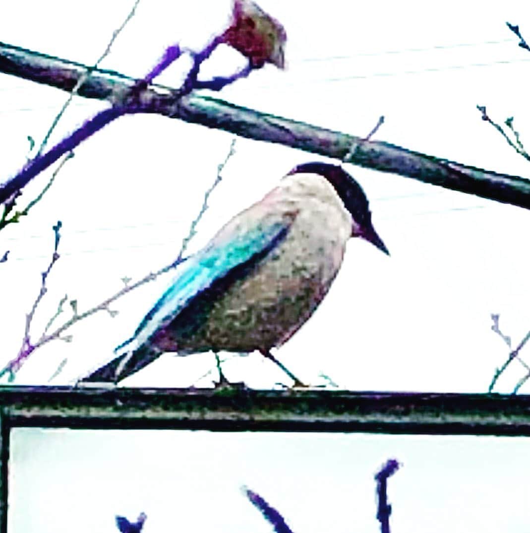 世良公則さんのインスタグラム写真 - (世良公則Instagram)「・・・・・・  「オナガ」が来た  青く長い尾が美しい  ・・・・・・  #世良公則 #masanorisera #japanesemusician #japaneseartist #japaneseculture #bird #野鳥 #オナガ #azurewingedmagpie」3月8日 12時29分 - masanorisera