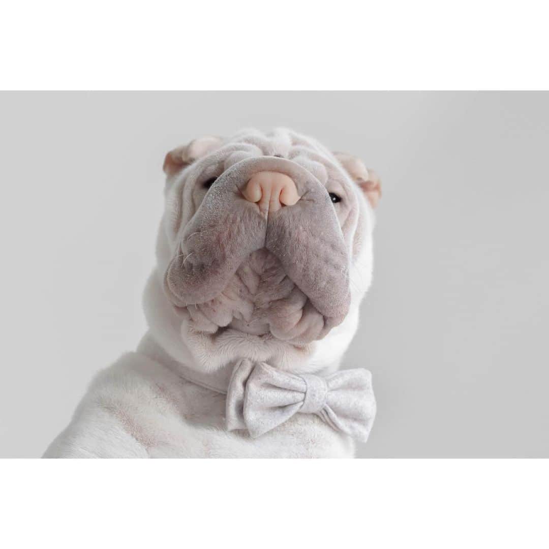 のインスタグラム：「Wearing my Sunday best #sundaystyle #lambington #handsome #dogswearingbowties #bowtie #sharpei #sharpeisofinstagram #sharpeisoftheworld #sharpeilove #love #squishyfacecrew #instagood #weeklyfluff #instagood #dog #dogs #dogsofinstagram #iloveyoutothemoonandback」