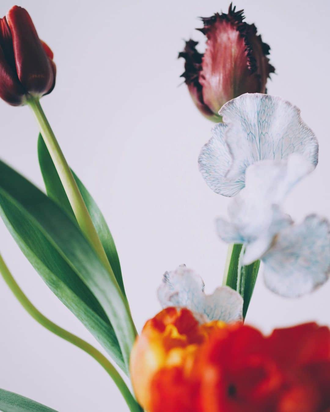 花楓のインスタグラム：「せっちゃんの表現する お花の世界が好き。  いつも心動くのです。  @lil_seico」