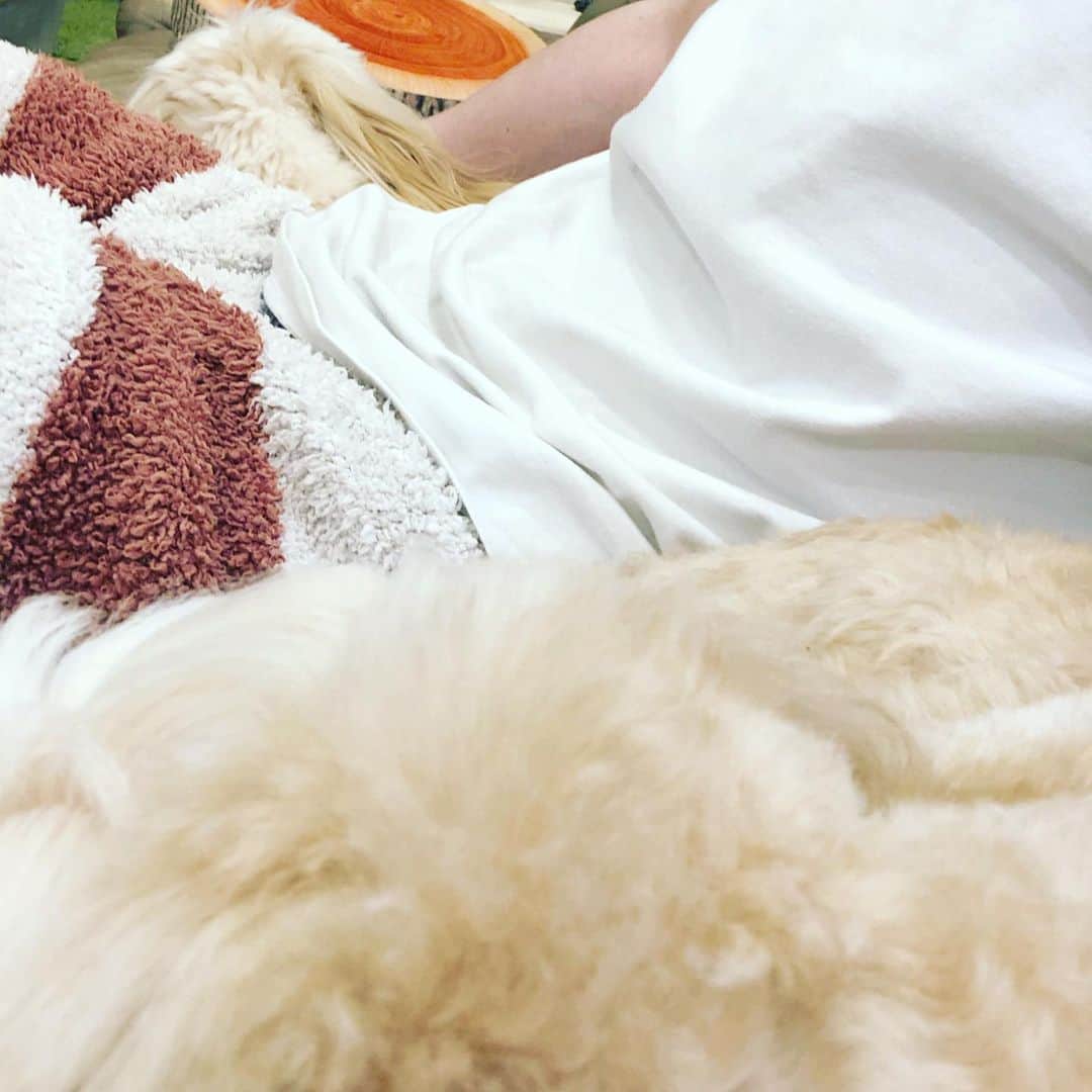 北山陽一さんのインスタグラム写真 - (北山陽一Instagram)「最近ソファに座ると挟まれる。 #きたやまおかき #きたやまおもち」3月8日 17時49分 - yohk8