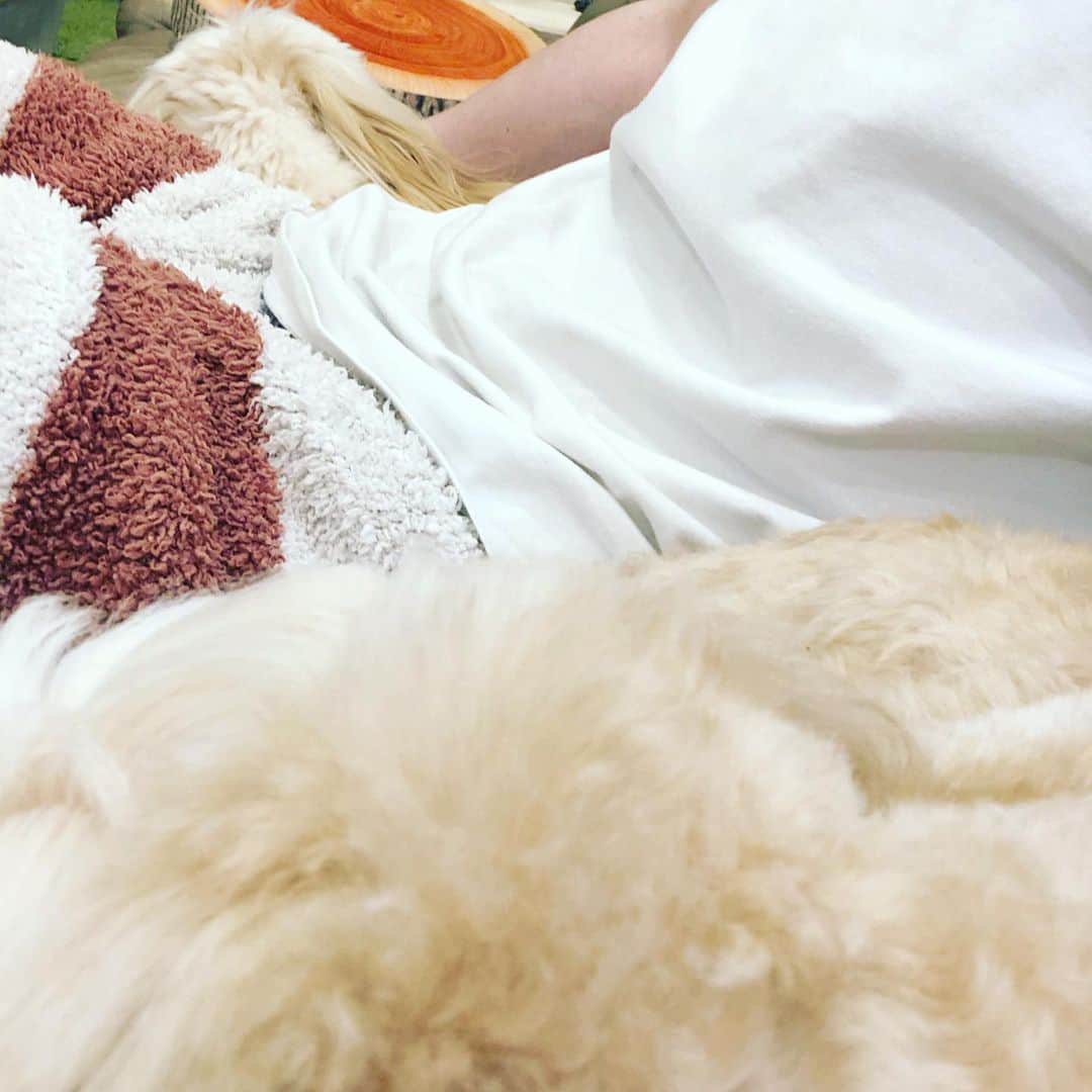 北山陽一のインスタグラム：「最近ソファに座ると挟まれる。 #きたやまおかき #きたやまおもち」