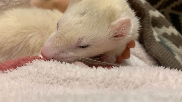 のインスタグラム：「腹の上で寝ていたフェレットある日 #ferret  #フェレット #もちさん　#シルバーミット」